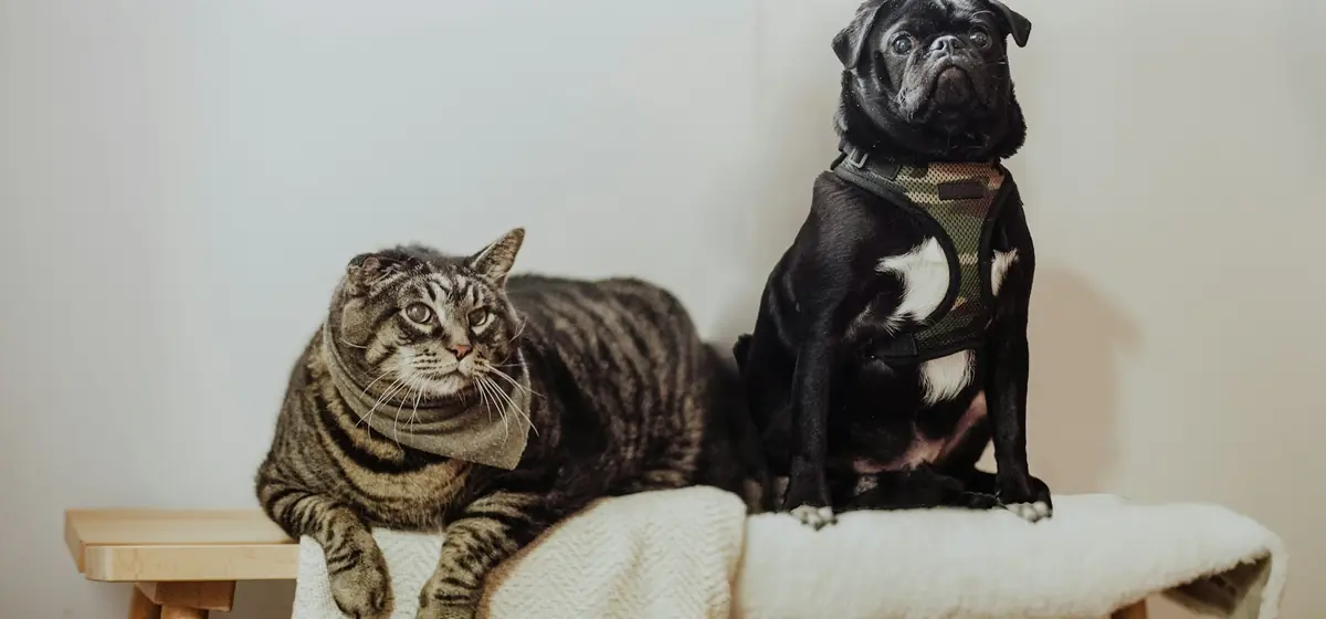 Um gato e um cachorro pug sentados juntos em um banco